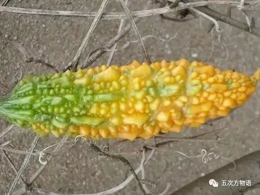 苦瓜是金铃子培育出来的吗,金铃子跟泰国小苦瓜区别