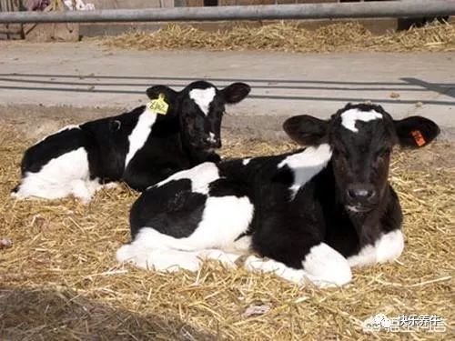 牛产后站不起来几天可以恢复,牛四只脚无力站不起来是怎么回事