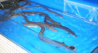 美特家韩式烤肉烤鳗鱼,烤鳗鱼和烤肉哪个好吃