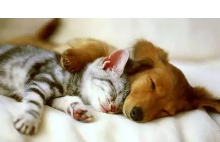 好用的衣物去毛神器,最有趣的去毛神器