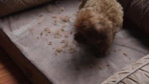 好用的衣物去毛神器,最有趣的去毛神器