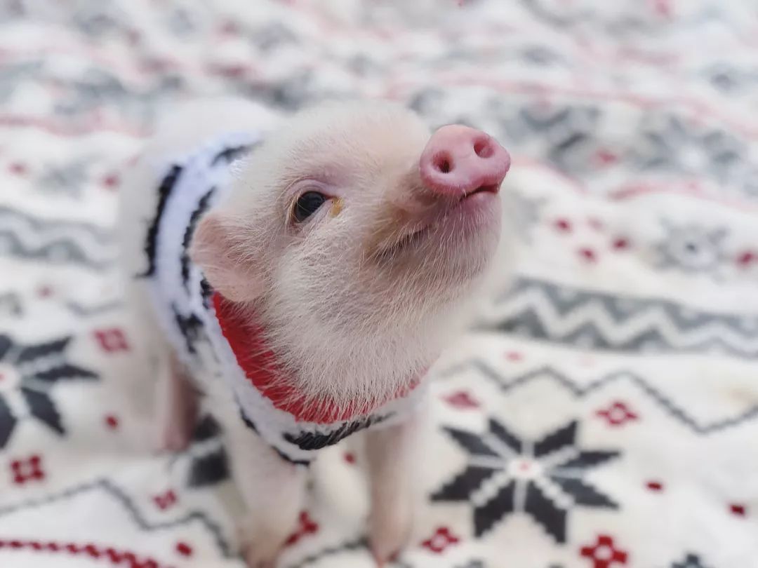 揭穿身边的骗局文章,揭穿新骗局视频