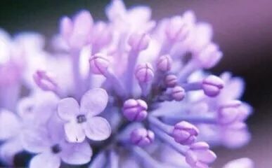 麻范儿好物｜祖玛珑、圣罗兰……一口气买齐6支“大牌”香水，只花了我四十几块！