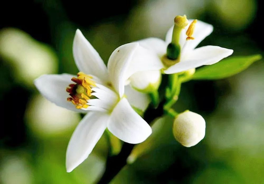 麻范儿好物｜祖玛珑、圣罗兰……一口气买齐6支“大牌”香水，只花了我四十几块！