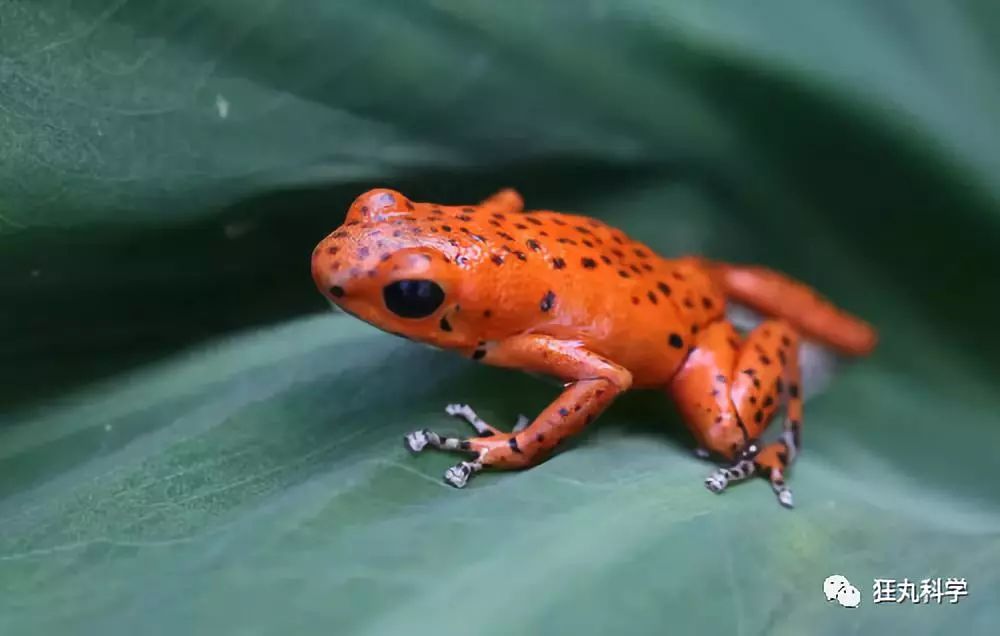 靠舌头舔出来的科学发现，最后一个让我不得不服