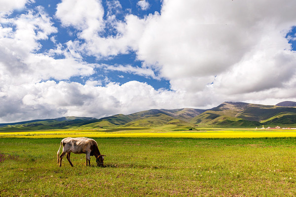 到青海湖旅游关注事项,去青海湖需要关注什么