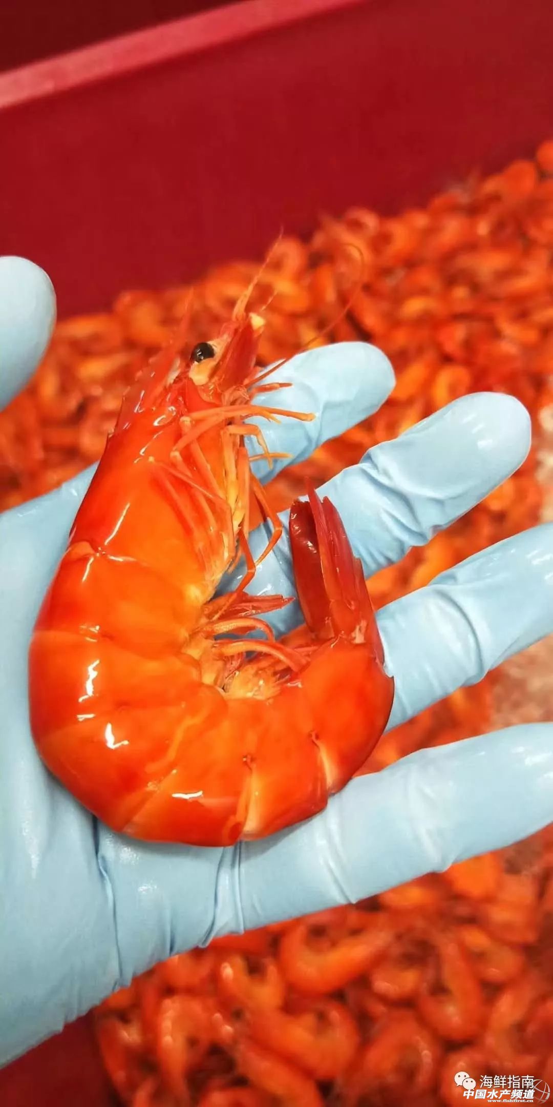 饭店的白灼虾为什么那么好吃,大排档的白灼虾为什么那么鲜甜