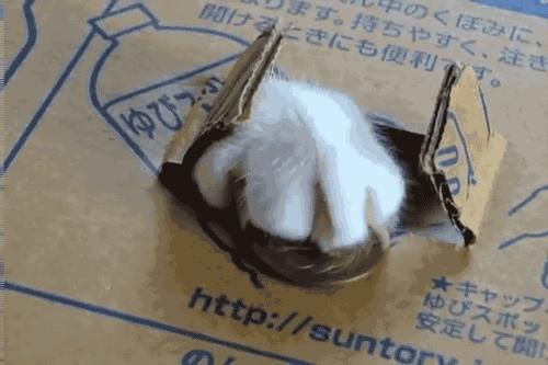 猫：为什么大家都来抢我的jio杯