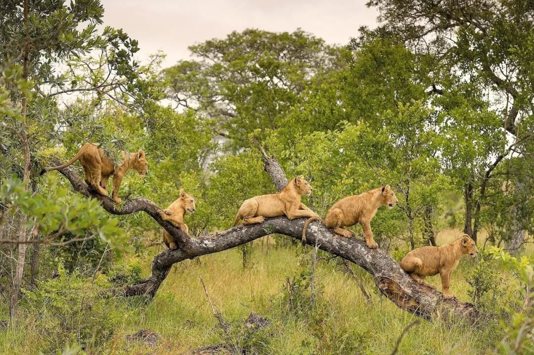 知否知否台湾明星,知否知否花絮婚嫁