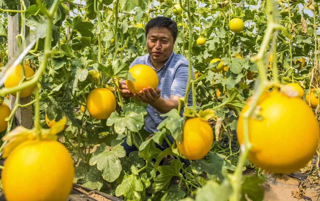 关于食品安全的谣言,关于农产品的谣言