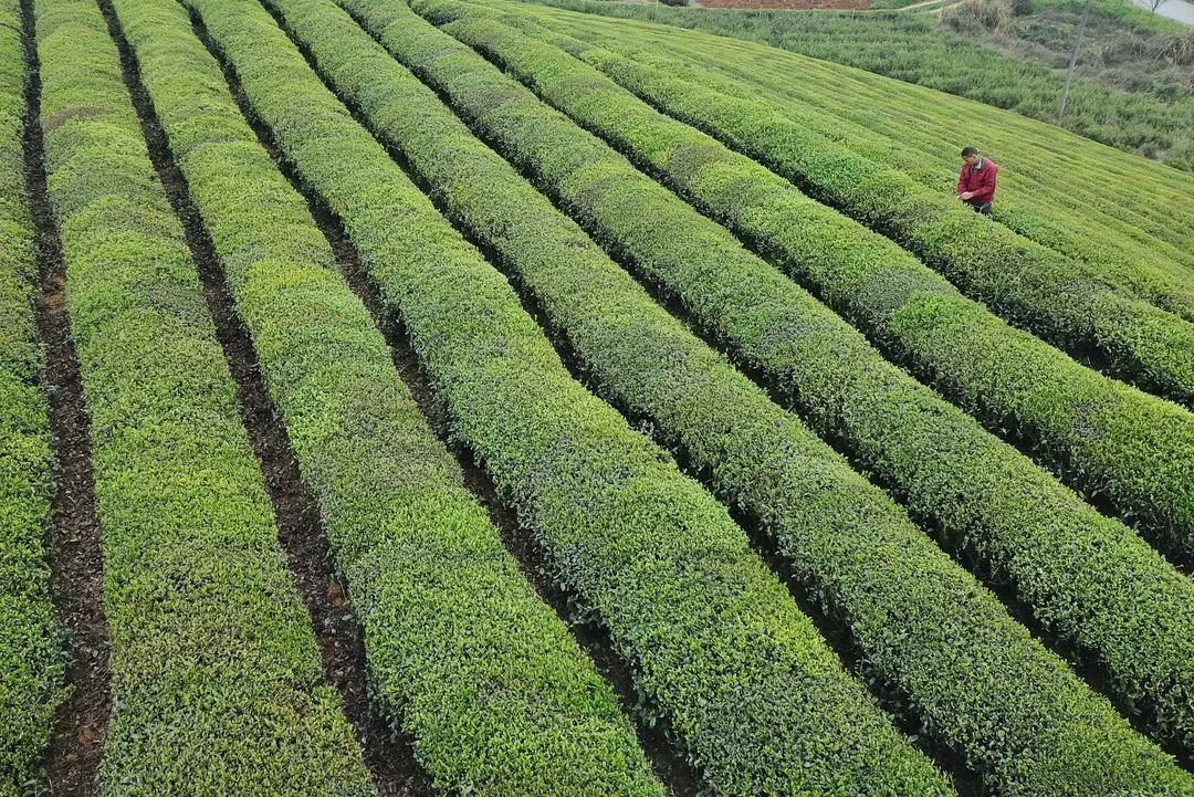 关于食品安全的谣言,关于农产品的谣言