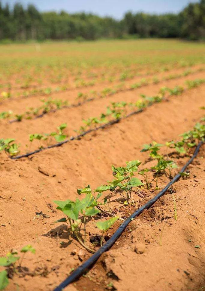 滴灌堵了眼怎么办,滴灌堵住了