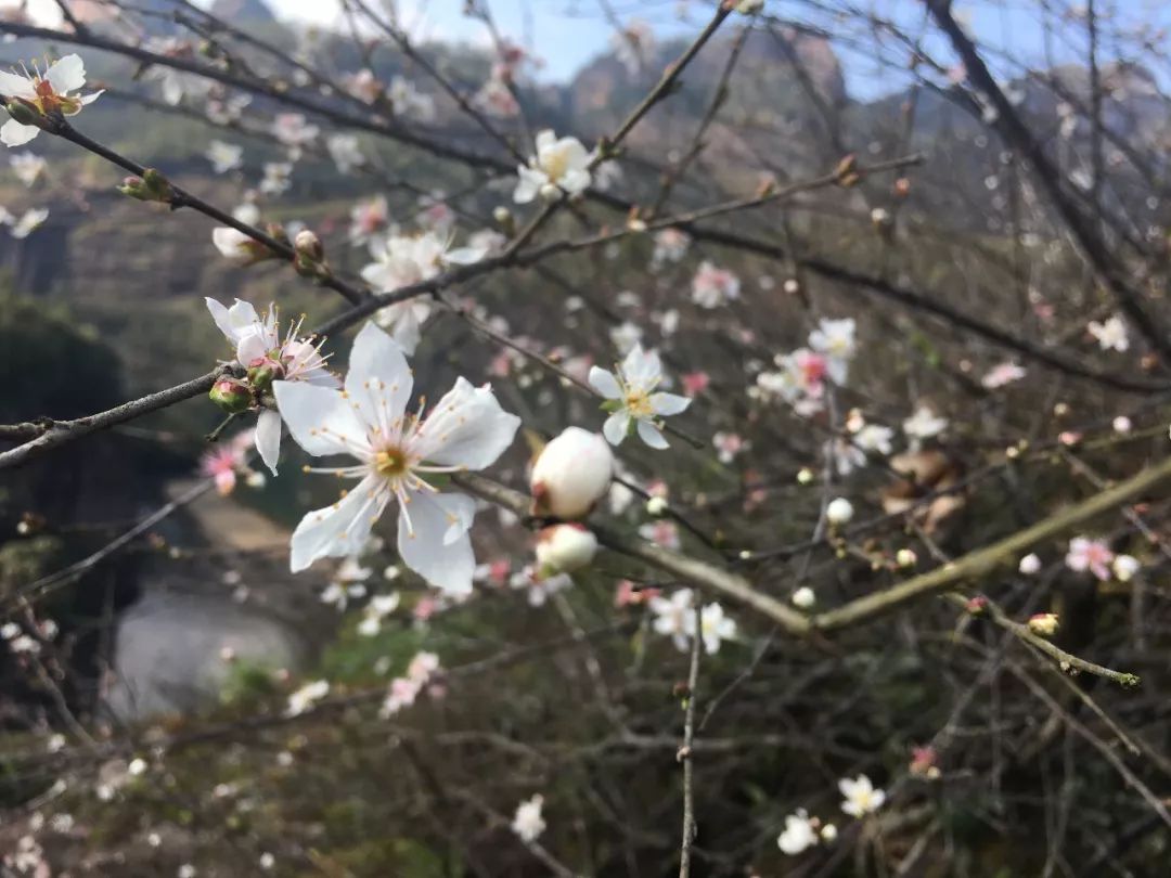 武夷山一日游详细攻略,武夷山超详细旅游攻略
