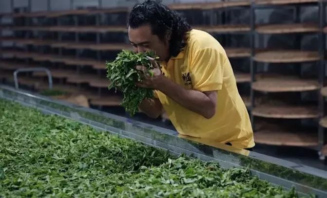 传奇兰花为什么值钱,传奇曼松普洱生茶