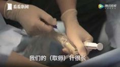 未婚女孩捐一次卵有危害吗,女性捐卵子对身体有伤害吗