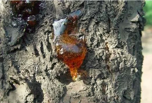 桃李树果子流胶用什么药,杏流胶病最佳防治方法