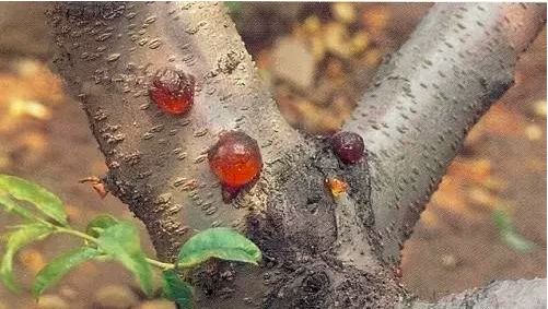 桃李树果子流胶用什么药,杏流胶病最佳防治方法