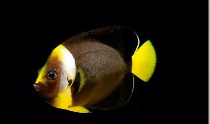 怎样处理鱼,怎么处理各种各样的鱼