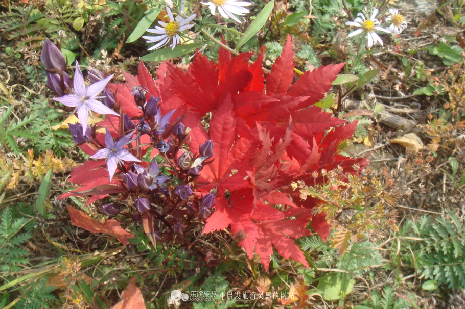 本溪市有名的画家,本溪桓仁画家村