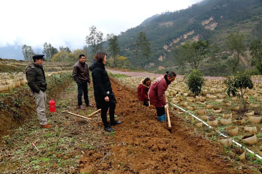 中山大型花卉绿植种植基地,中山绿化苗木工程