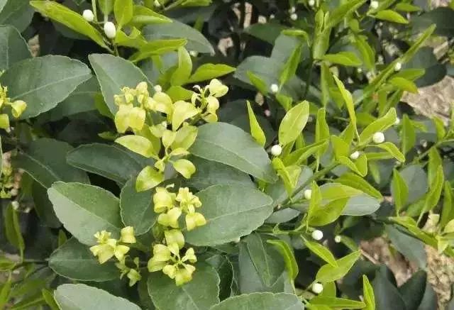 柑橘果树后期管理措施,香蕉冻害