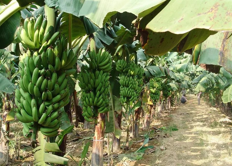 柑橘果树后期管理措施,香蕉冻害