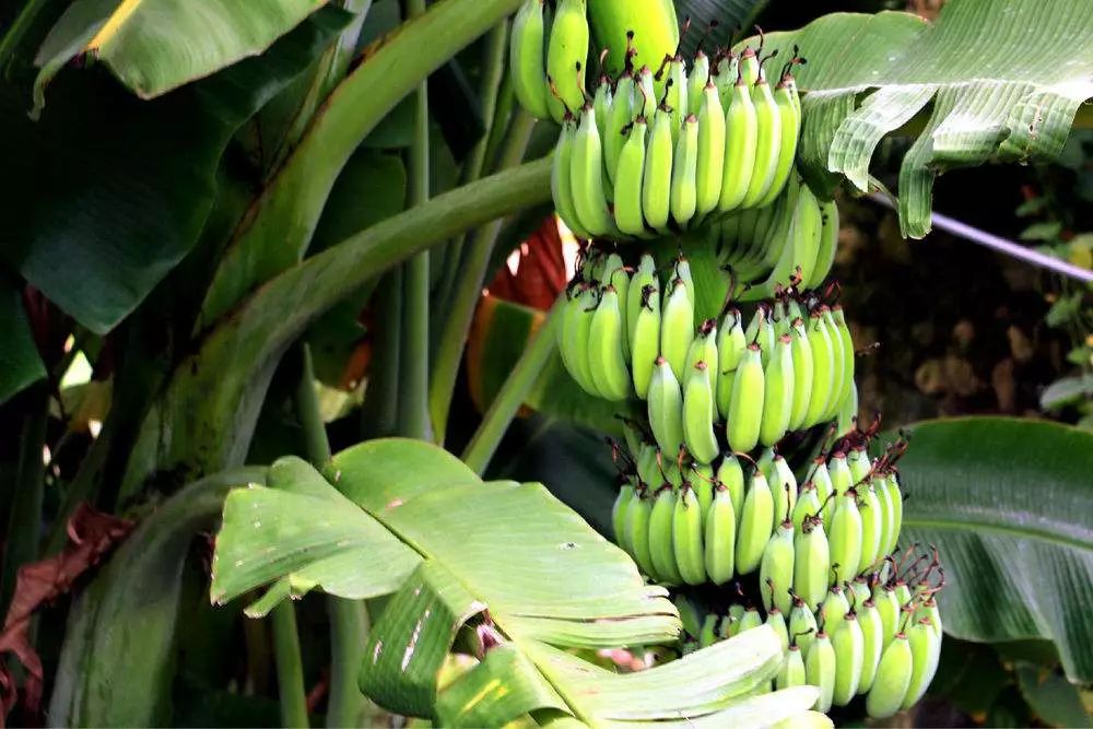 柑橘果树后期管理措施,香蕉冻害