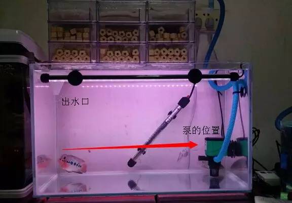 老鼠鱼清理鱼缸粪便效果如何,底砂过滤鱼缸粪便怎么清理