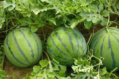 西瓜出故障,西瓜账号存在登录异常怎么申诉