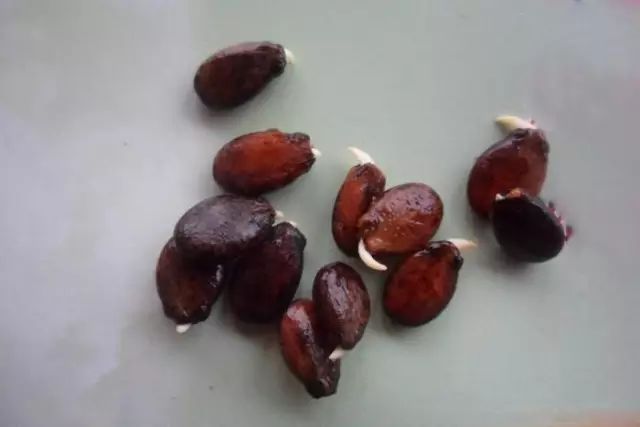 西瓜出故障,西瓜账号存在登录异常怎么申诉