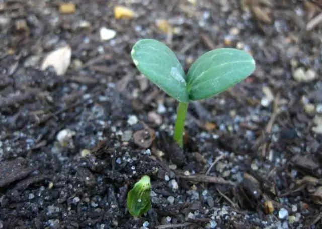 西瓜出故障,西瓜账号存在登录异常怎么申诉