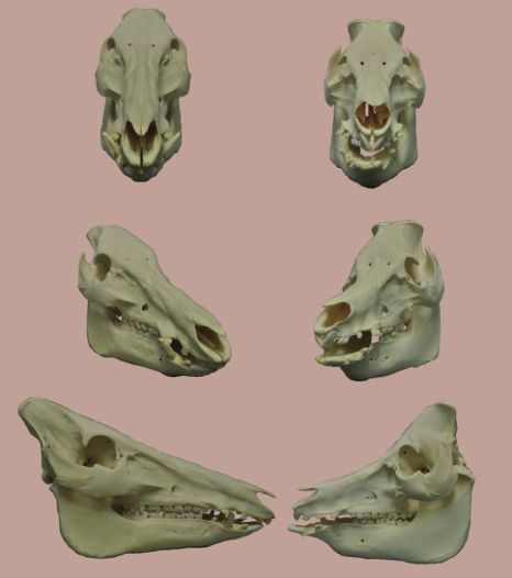 猪八戒个性化解读,猪八戒不同角度解读