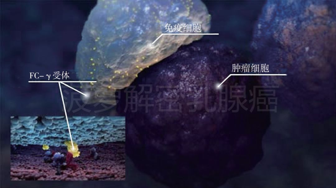 nk细胞免疫疗法治疗乳腺癌,乳腺癌没有靶向药还有免疫疗法吗