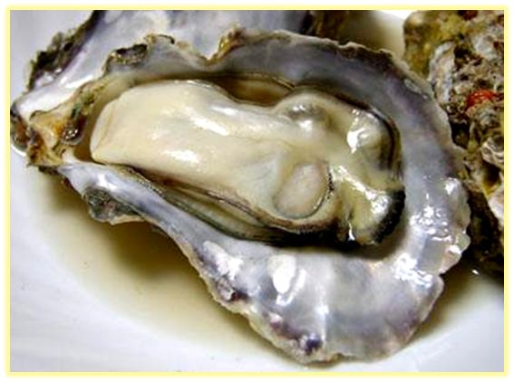 中药知识必学竹茹,中药牡蛎图片功效