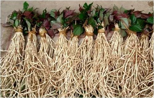 美食｜贵阳不光是辣味的，还有一种味道叫折耳根！