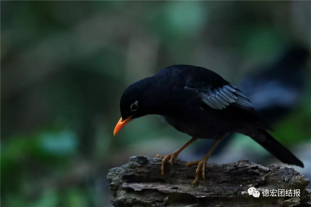 镜语德宏,瑞丽市勐秀乡户瓦山