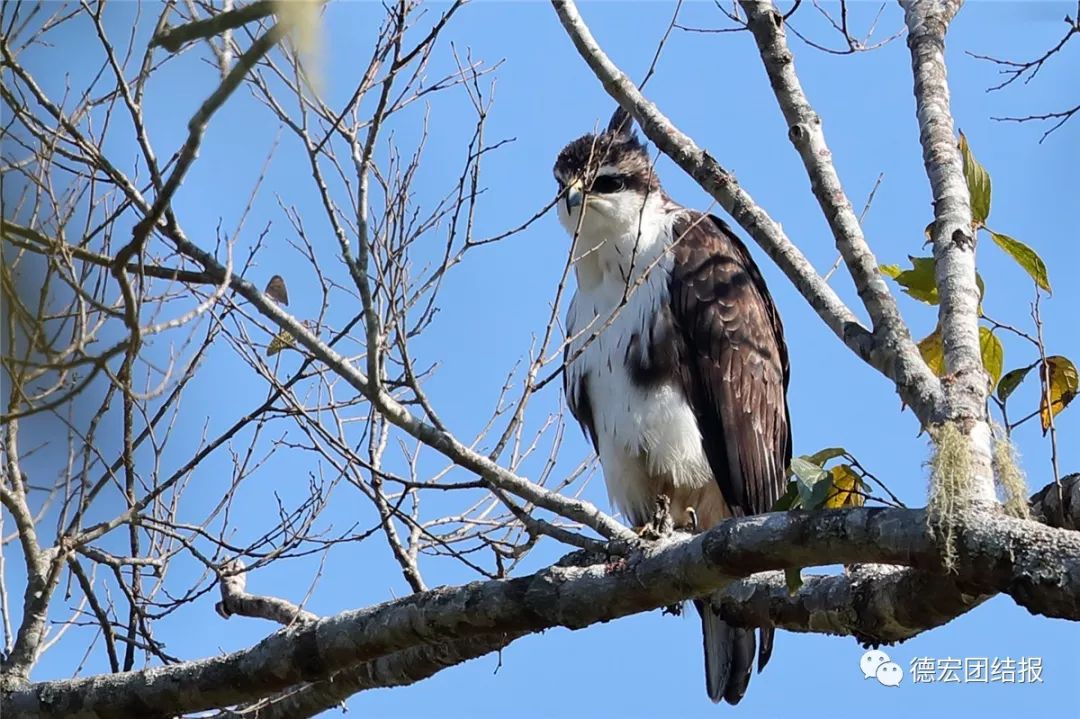 镜语德宏,瑞丽市勐秀乡户瓦山