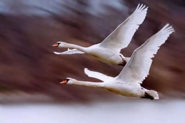 100个英语单词速记技巧,英语1000单词视频跟读