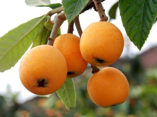 冬季才能酿得的“枇杷蜜”，甜润生津，稀少珍贵