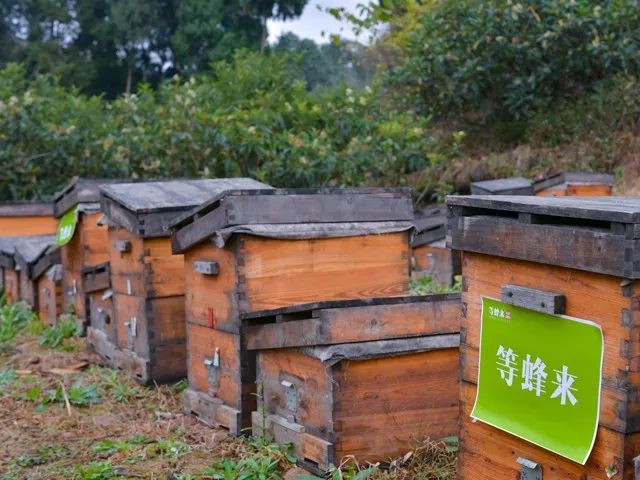 冬季才能酿得的“枇杷蜜”，甜润生津，稀少珍贵