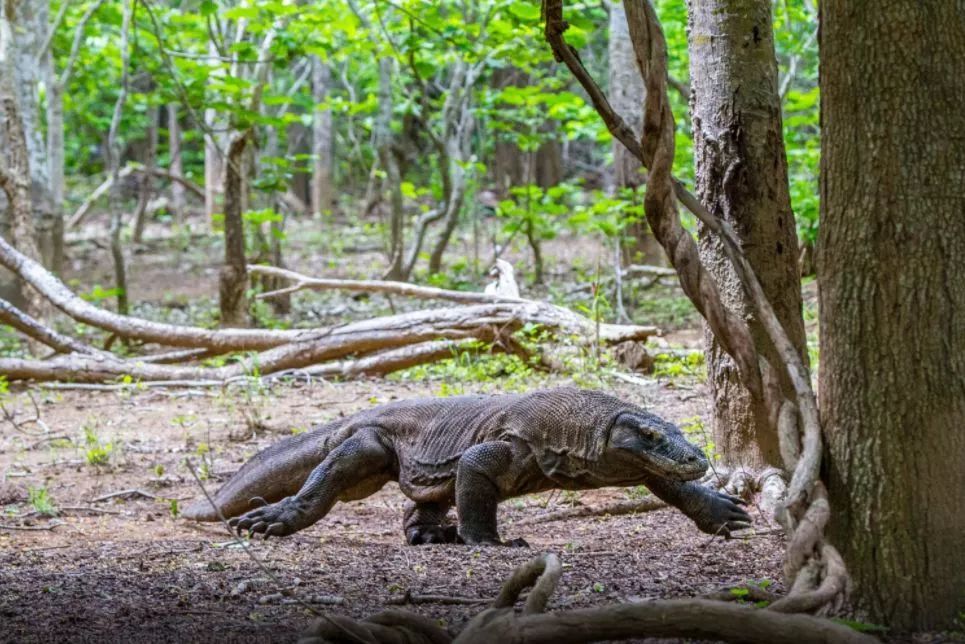 巴厘岛直飞中国航班,飞印尼巴厘岛要多久