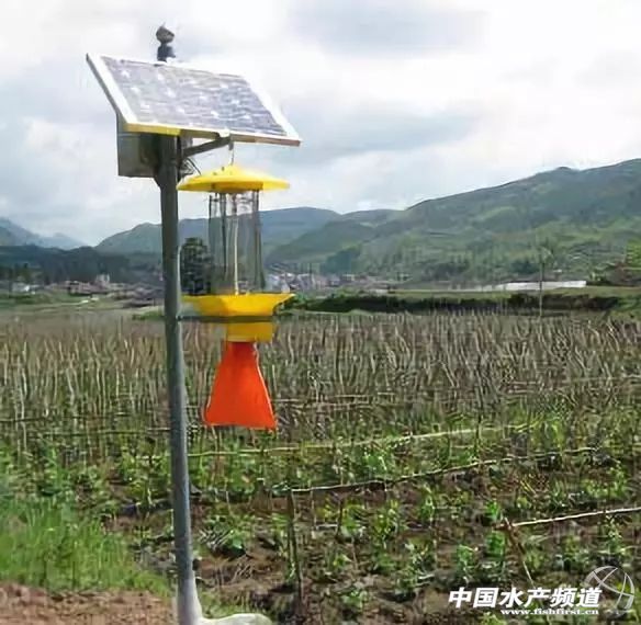 用灯光养树可以吗,用灯光可以养植物吗