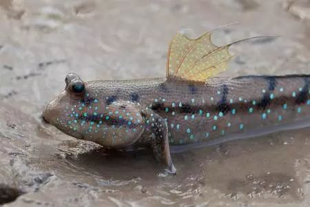 弹涂鱼能水陆两栖吗,弹涂鱼有多少种类