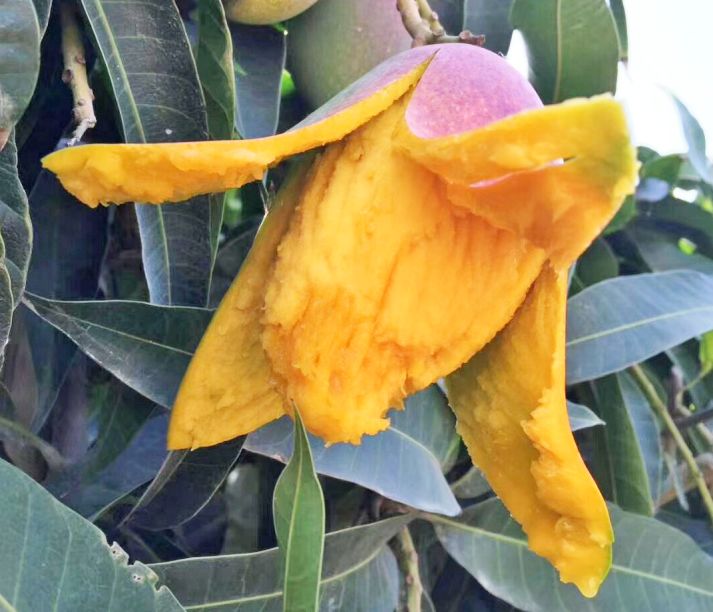 吃货推荐好吃的水果,香甜多汁海南贵妃应季水果