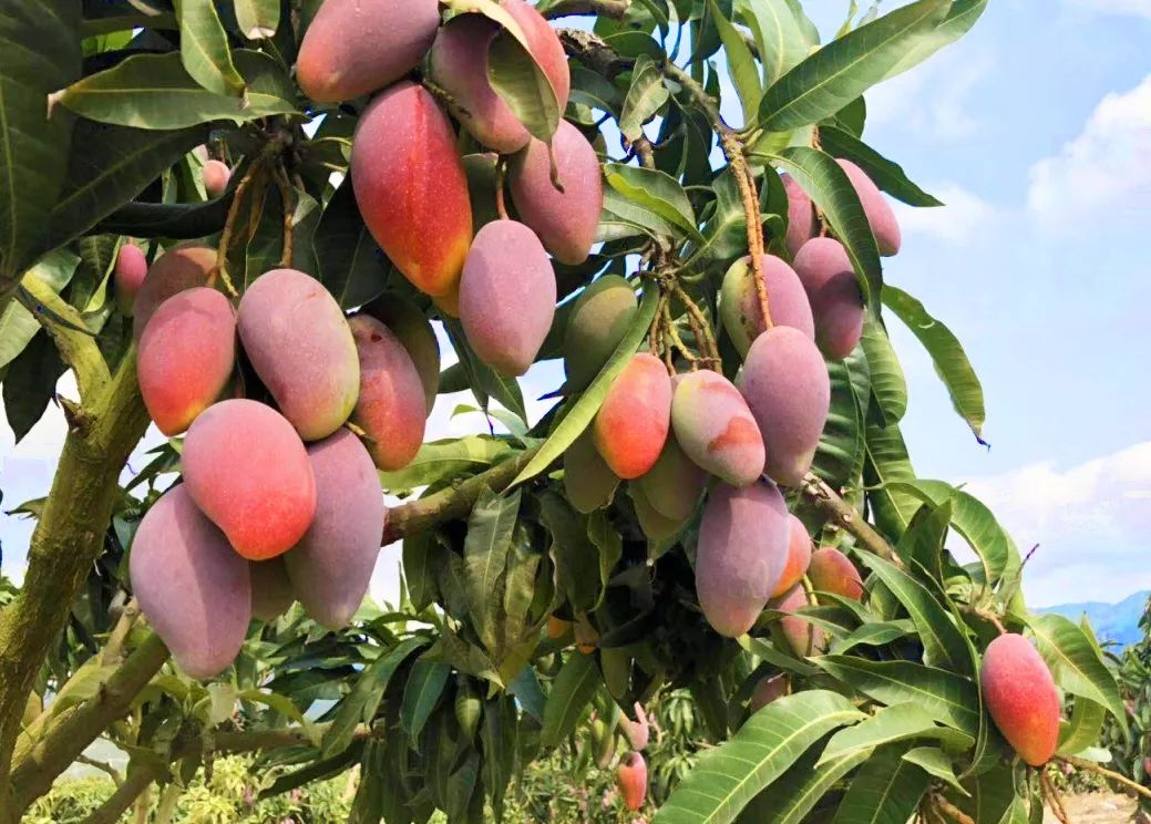 吃货推荐好吃的水果,香甜多汁海南贵妃应季水果