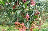 湛江市十大水果,湛江必吃的十大名果