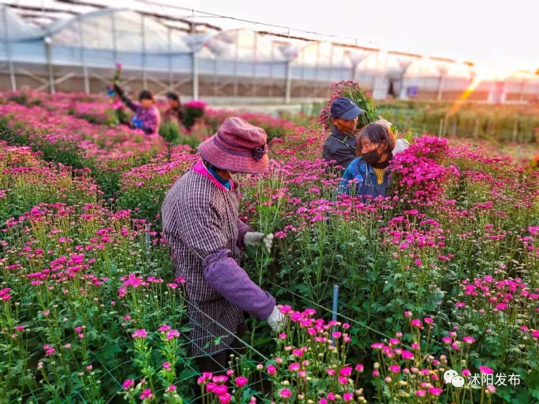 带你了解沭阳,普及沭阳知识