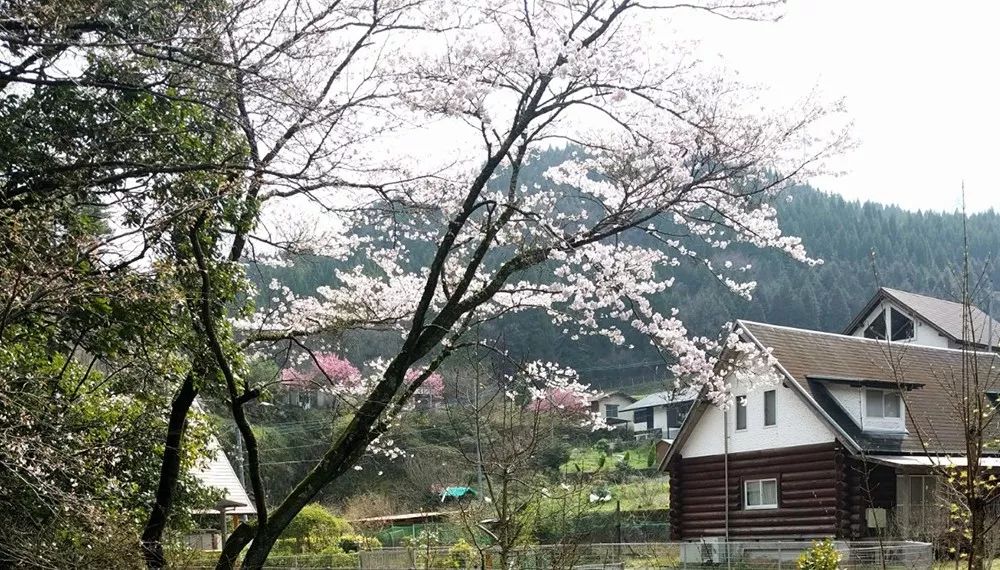 九州福冈樱花,九州樱花季旅游
