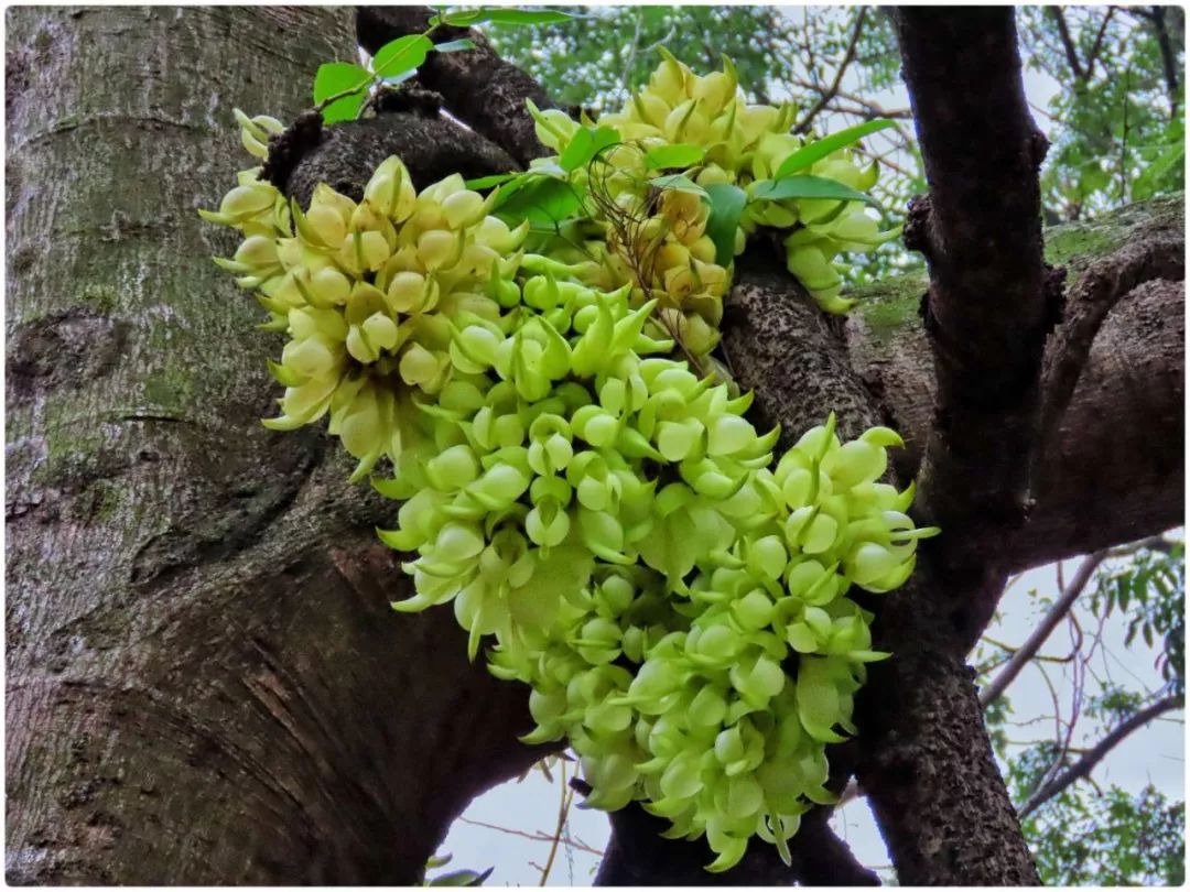 七星岩禾仙岛黄花铃木,七星岩黄花风铃四季变化