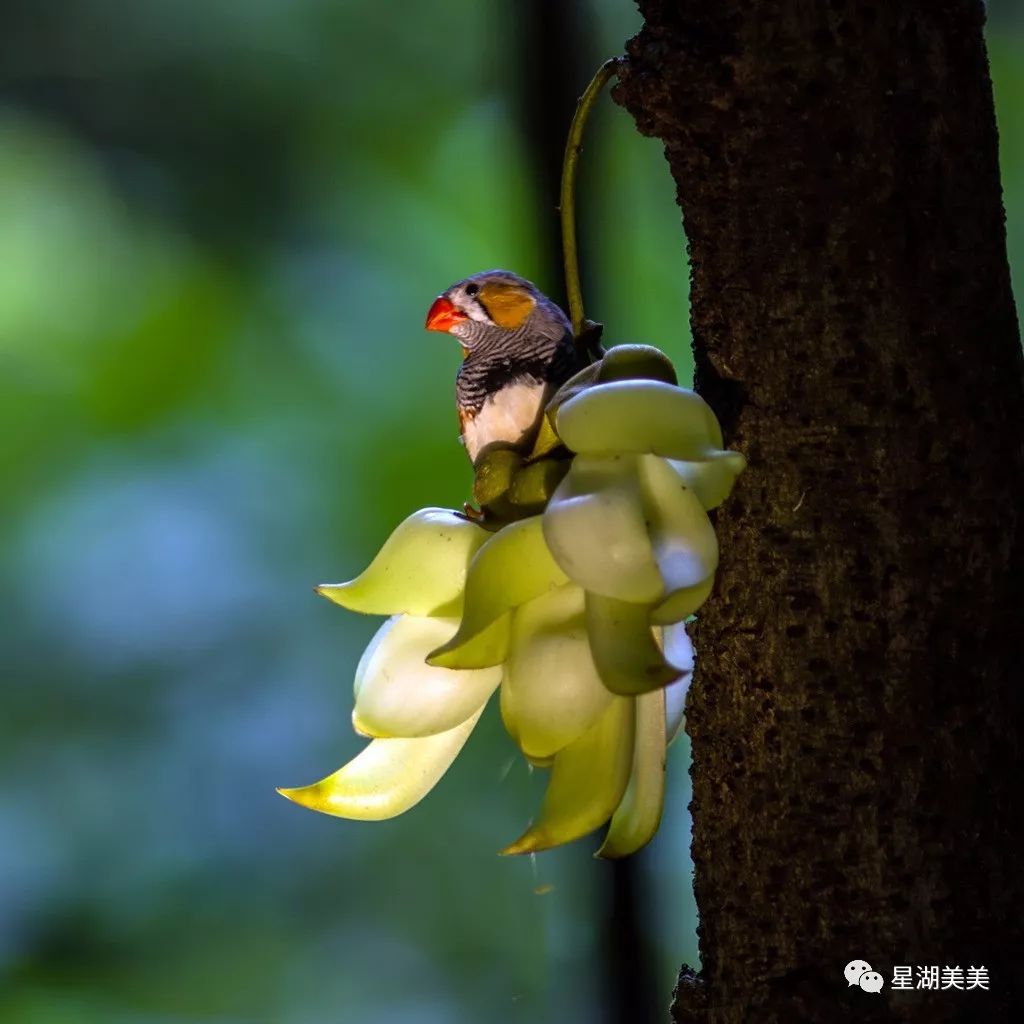 七星岩禾仙岛黄花铃木,七星岩黄花风铃四季变化
